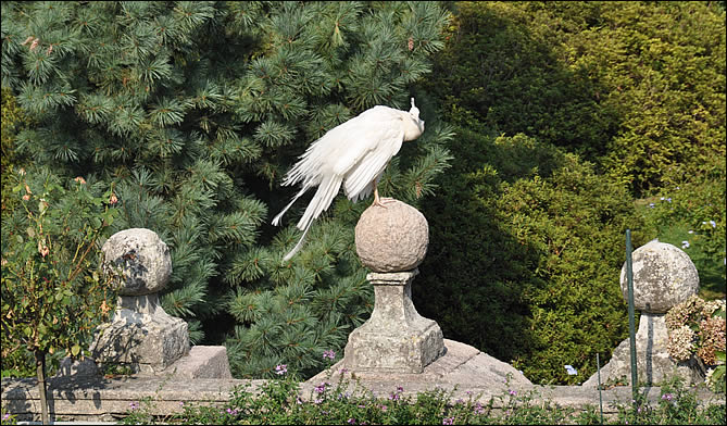 Un paon dans les jardins d'Isola Bella