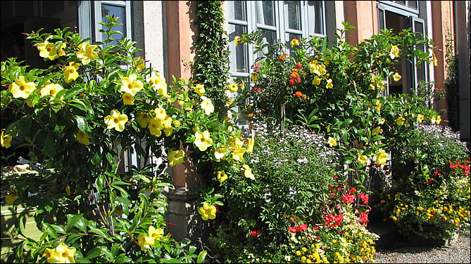 Les fleurs d'isola Madre