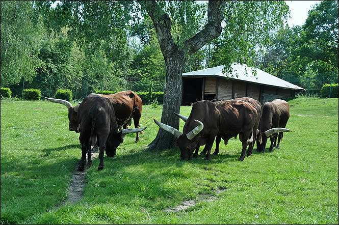 Des herbivores au Safari Park