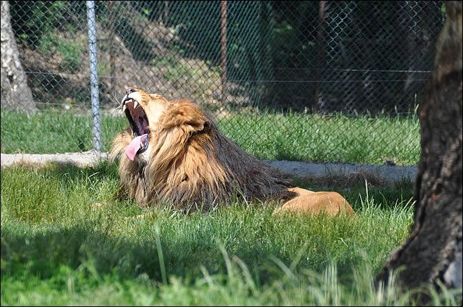 Un lion au safari park de Pombia