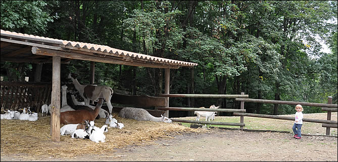 Les animaux de la villa Pallavicino
